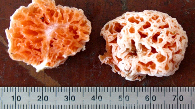 Spongiforma squarepantsii, aka Spongebob the Mushroom